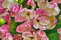 Close-up of colorful rainbow shower tree blossums.