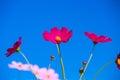 Colorful red cosmos flowers blooming group with breeze on vivid blue sky background Royalty Free Stock Photo