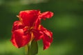 Close-up of a Colorful red Indian Shot flower Canna Indica in a South American garden.