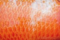 Colorful red koi fish scales texture or carp patterns , nature animal skin background Royalty Free Stock Photo