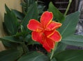 Close up of colorful reddish orange Canna flowers blooming in the garden