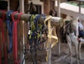 Close-up of colorful reins hanging on a wooden bar Royalty Free Stock Photo