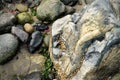 Closeup of colorful rocks, seaweed and barnacles at an ocean beach at low tide. Royalty Free Stock Photo