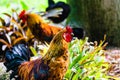 Colorful rooster in the park