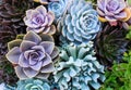 Colorful roses stone cactus blooming ornamental plants top view nature background Royalty Free Stock Photo