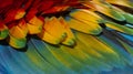 Close up Colorful of Scarlet macaw bird`s feathers with red yellow orange and blue shades, exotic nature background and texture Royalty Free Stock Photo