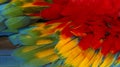 Close up Colorful of Scarlet macaw bird`s feathers with red yellow orange and blue shades, exotic nature background and texture Royalty Free Stock Photo