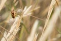 Close up of a colorful shieldbug, Codophila varia on a plant Royalty Free Stock Photo