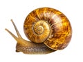 Close-up of a colorful snail with intricate shell patterns