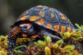 Close up of Colorful South American Wood Turtle in Natural Habitat Against Blurry Background Royalty Free Stock Photo