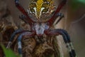 Close-up of a colorful spider with intricate patterns on its back, perched on a leaf. Royalty Free Stock Photo