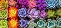 Close up of colorful succulent plants creating a vibrant textured background, viewed from above