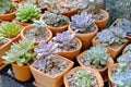 Close-up of colorful succulents nursery