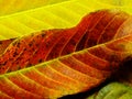 Close up of colorful textures leaf colors Royalty Free Stock Photo