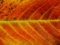 Close up of colorful textures leaf colors Royalty Free Stock Photo