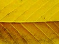 Close up of colorful textures leaf colors Royalty Free Stock Photo