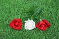 Colorful three roses on grassy patterns for nature background