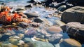 Close up of colorful tide pools on beach Royalty Free Stock Photo