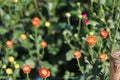 Colorful tiny flowers in the garden. Royalty Free Stock Photo