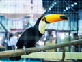 Close-up colorful toucan on tree branch in a cage