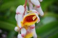 Close up of colorful tropical flowers in El Eden, Puerto Vallarta Jungle pathway in Macro, detailed view in Mexico. Royalty Free Stock Photo