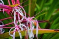 Close up of colorful tropical flowers in El Eden, Puerto Vallarta Jungle pathway in Macro, detailed view in Mexico.