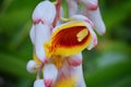 Close up of colorful tropical flowers in El Eden, Puerto Vallarta Jungle pathway in Macro, detailed view in Mexico. Royalty Free Stock Photo