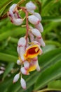 Close up of colorful tropical flowers in El Eden, Puerto Vallarta Jungle pathway in Macro, detailed view in Mexico. Royalty Free Stock Photo