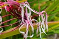 Close up of colorful tropical flowers in El Eden, Puerto Vallarta Jungle pathway in Macro, detailed view in Mexico.