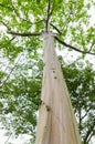 Colorful trunk of the Rainbow Eucalyptus tree. Royalty Free Stock Photo