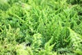 Colorful tuber sword fern field Nephrolepsis biserrata foliage growing decorative in garden of park background