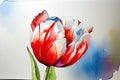Close Up Colorful Tulips At 2309-2024 Royalty Free Stock Photo
