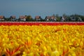 CLOSE UP: Colorful tulips spread over the sunny countryside in Netherlands. Royalty Free Stock Photo