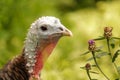 Close up of a colorful turkey among the bushes.