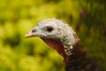 Close up of a colorful turkey