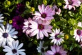 A close up colorful and vibrant portrait full of african daisy flowers of the type soprano light purple. The flowers are lit by