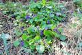 Colorful violet violets flowers bloom in the forest. Beautiful