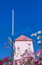 Close up colorful white and pink cosmos flowers blooming in the field with pink wooden wildmill under blue sky background