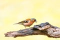 Close up of a colorful wild male chaffinch, Fringilla coelebs, posing on a horizontal gnarled eroded branch