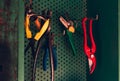 Close up of colorful worktools scissors, pruning shears, Pliers hanging on green wall in shed. Illuminated photo of stack of