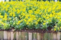 Colorful yellow pansy viola flowers viola reichenbachiana field blooming and small bamboo wood fence in garden of park Royalty Free Stock Photo