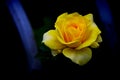 Beautiful yellow shrub rose against dark background Royalty Free Stock Photo