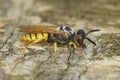 Close up on a colorful yellow striped European beewolf, Philanthus triangulum on a piece of wood Royalty Free Stock Photo