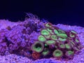 Close up of colorful Zoanthids (Zoantharia) underwater Royalty Free Stock Photo