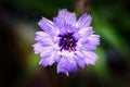 Cornflower Blue Blossom Springtime Colour