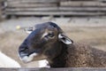 Close up colour portrait of the head of a goat looking at the camera.