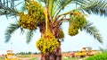 yellow fruits dates .yellow dates on a tree landscape Royalty Free Stock Photo