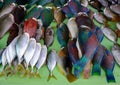 Close up of colourful fish on market stall, Kupang, Indonesia