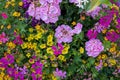 Close-up of a colourful flowerbed in a garden