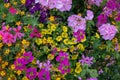 Close-up of a colourful flowerbed in a garden